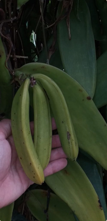 Vanille Pompona Schoten aus Madagaskar – Gourmet Vanille